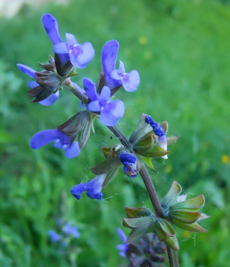 Salvia verbenaca